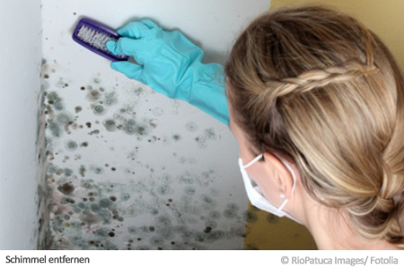 Schimmel entfernen Schimmel entfernen