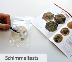 Schimmelpilz Test