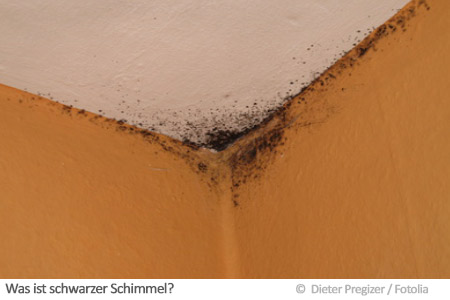 Was ist schwarzer Schimmel? Was ist schwarzer Schimmel?