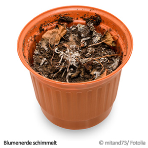 Blumenerde schimmelt Blumenerde schimmelt
