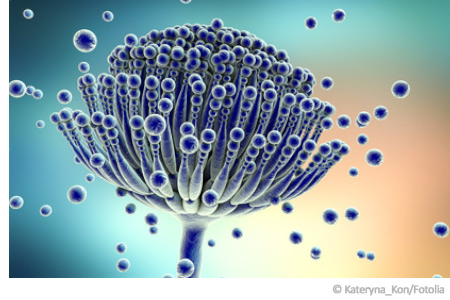 Aflatoxin Aflatoxin