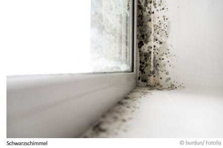 Schwarzschimmel Schwarzschimmel