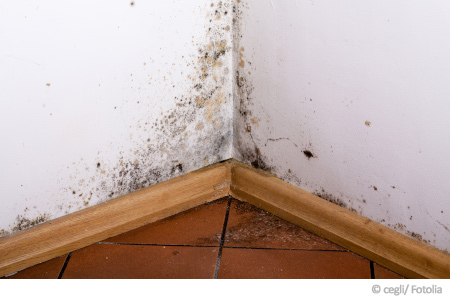 Schimmel an der Wand Schimmel an der Wand