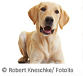 Schimmelspürhund Schimmelspürhund
