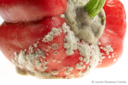 Schimmel auf Lebensmitteln Schimmel auf Lebensmitteln