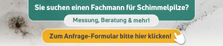 Schimmelpilz Fachmann