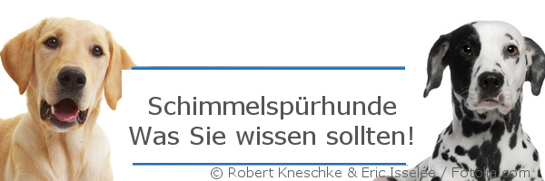 Schimmelspürhund - immer der Nase nach Schimmelspürhund - immer der Nase nach